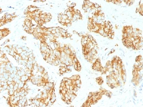 IHC-P - Anti-CD44v9 Antibody AH13638-20
